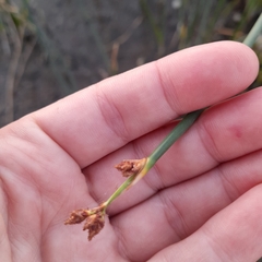 Schoenoplectus lacustris