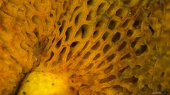 Hortiboletus