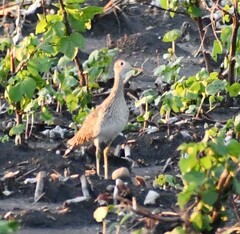 Bartramia longicauda