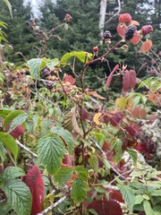Rubus