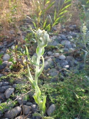 Pseudognaphalium stramineum