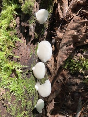 Crepidotus applanatus