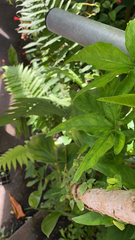 Syngonium podophyllum