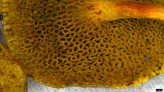 Hortiboletus
