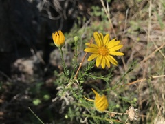 Xanthisma spinulosum gooddingii
