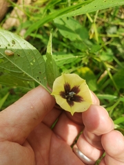 Physalis longifolia subglabrata