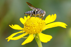 Coelioxys sayi