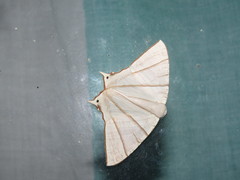 Ourapteryx picticaudata