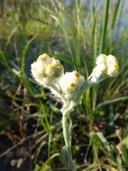 Pseudognaphalium stramineum
