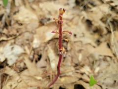 Corallorhiza maculata maculata