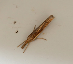 Agriphila tristella