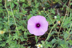 Ipomoea cairica