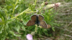 Lycaena tityrus