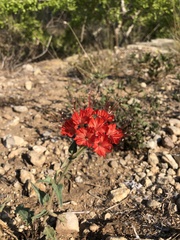Nyctaginia capitata