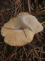 Russula sanguinea