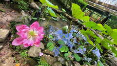 Nelumbo nucifera