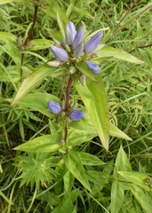 Gentiana andrewsii