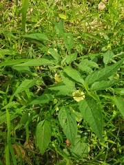 Physalis longifolia subglabrata