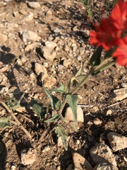 Nyctaginia capitata