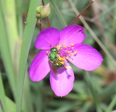 Augochloropsis metallica