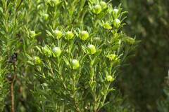 Leucadendron meridianum