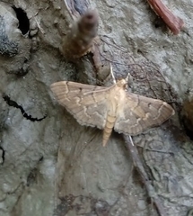 Herpetogramma bipunctalis