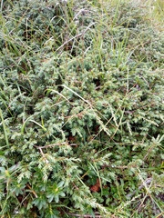 Juniperus communis saxatilis