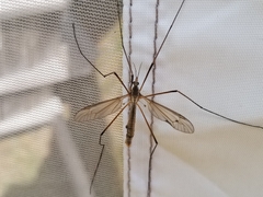 Tipula oleracea