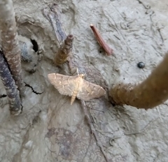 Herpetogramma bipunctalis