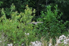 Caprimulgus europaeus