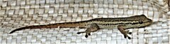 Lygodactylus capensis