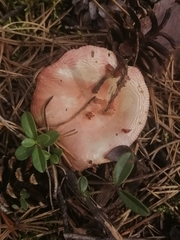 Russula sanguinea
