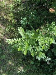 Lithospermum occidentale