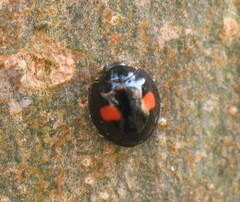 Chilocorus renipustulatus