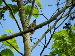 Dryobates spilogaster