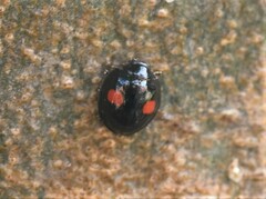 Chilocorus renipustulatus