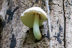 Volvariella bombycina