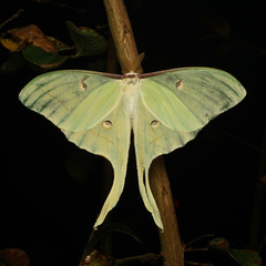Actias luna