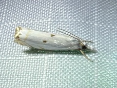 Microcrambus