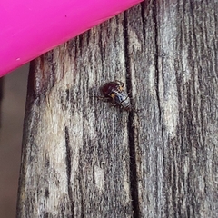 Anthocoridae