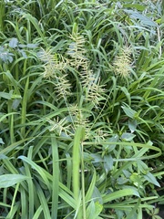 Cyperus esculentus