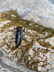 Gomphidae