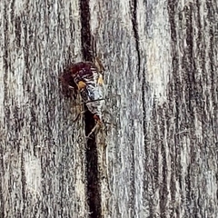 Anthocoridae