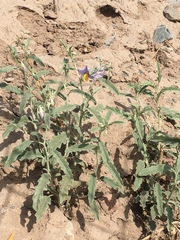 Solanum elaeagnifolium