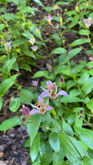 Tricyrtis formosana