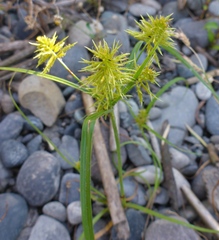 Cyperus strigosus