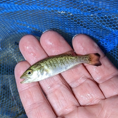 Micropterus dolomieu