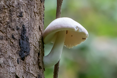 Volvariella bombycina