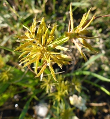 Cyperus strigosus