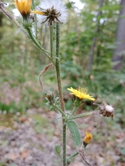 Picris hieracioides
